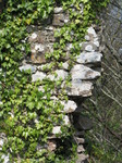 SX05337 Ivy on  Candleston Castle wall.jpg
